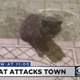 Illustration for article titled It’s Just a Cat, But It’s Also a Terrorist